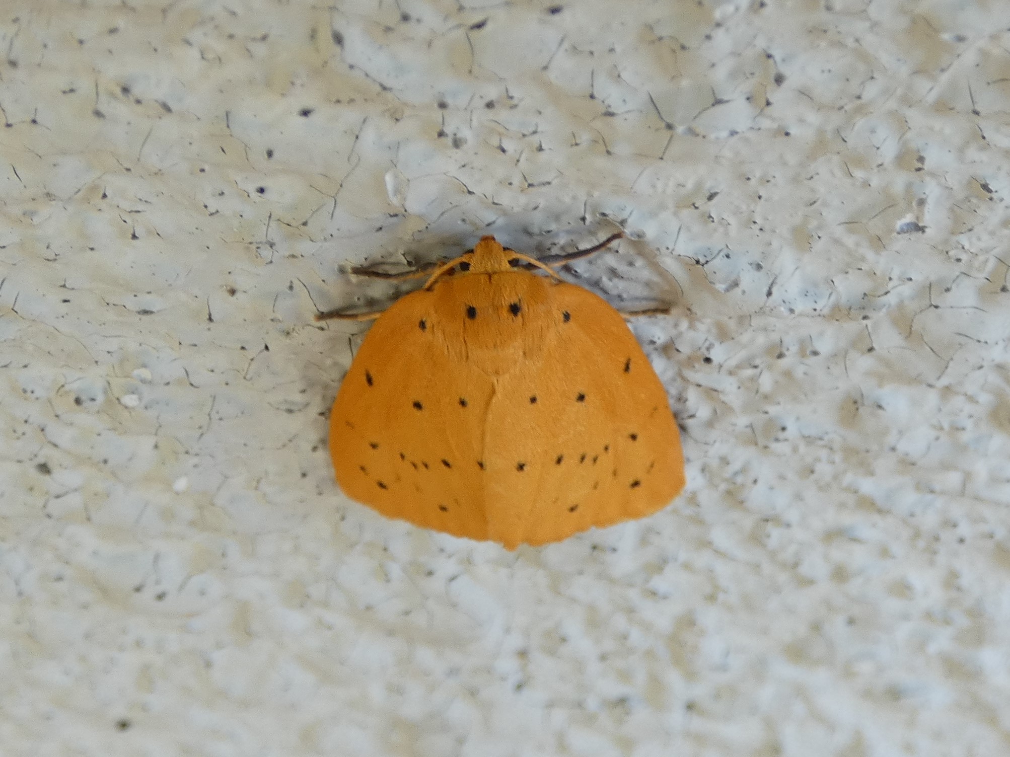 photo_1